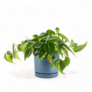 Medium Gemstone Potted Brasil Philodendron