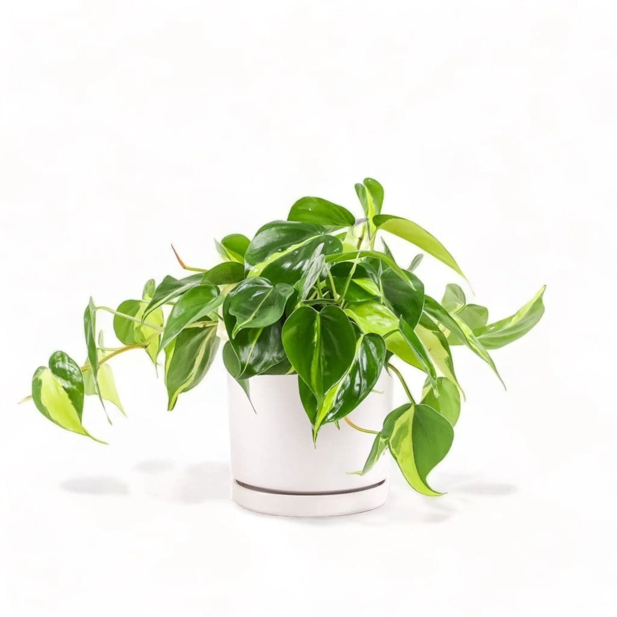 Medium Gemstone Potted Brasil Philodendron