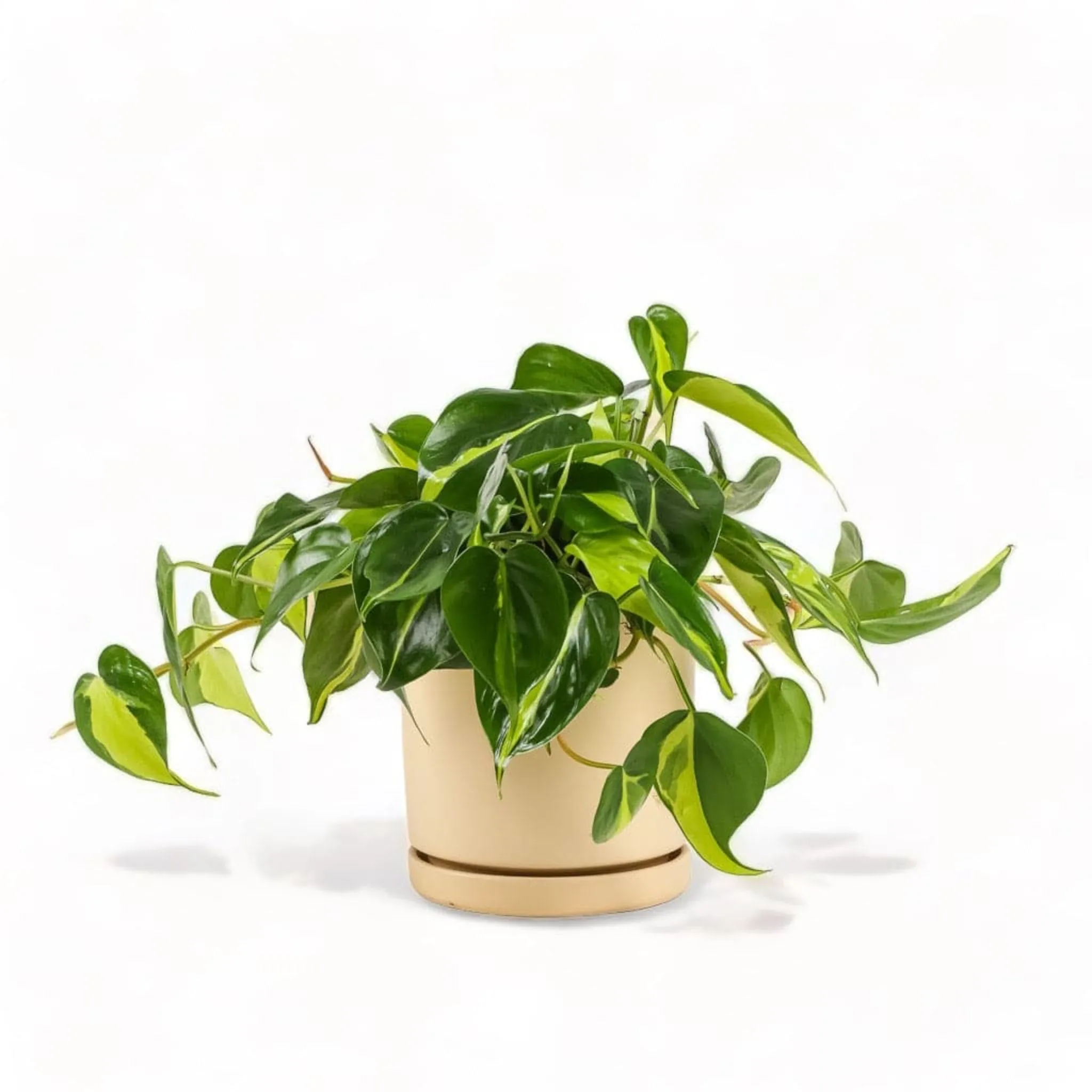 Medium Gemstone Potted Brasil Philodendron