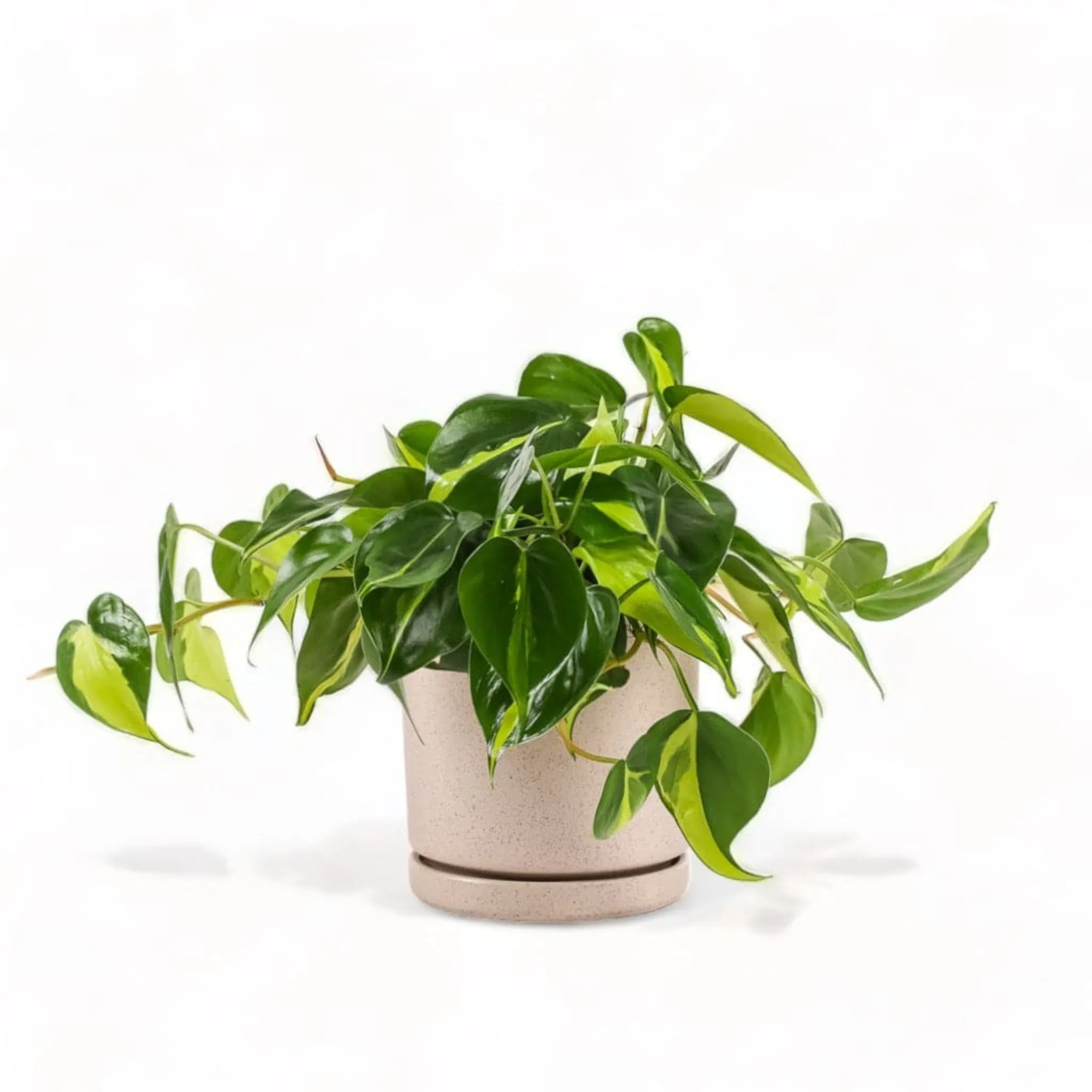 Medium Gemstone Potted Brasil Philodendron