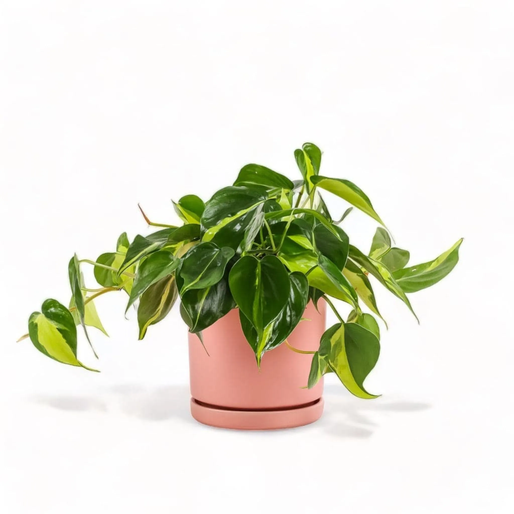 Medium Gemstone Potted Brasil Philodendron