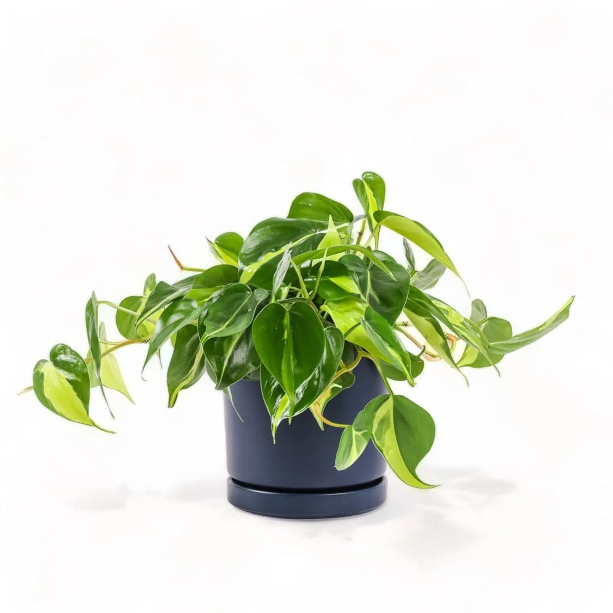 Medium Gemstone Potted Brasil Philodendron