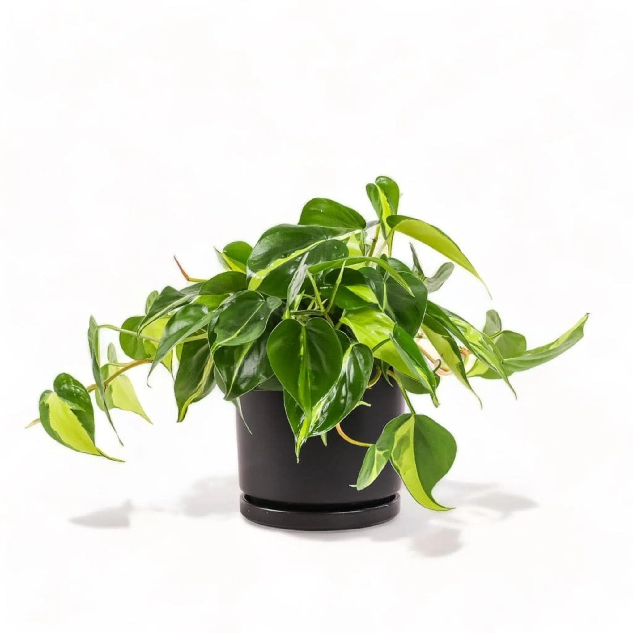 Medium Gemstone Potted Brasil Philodendron