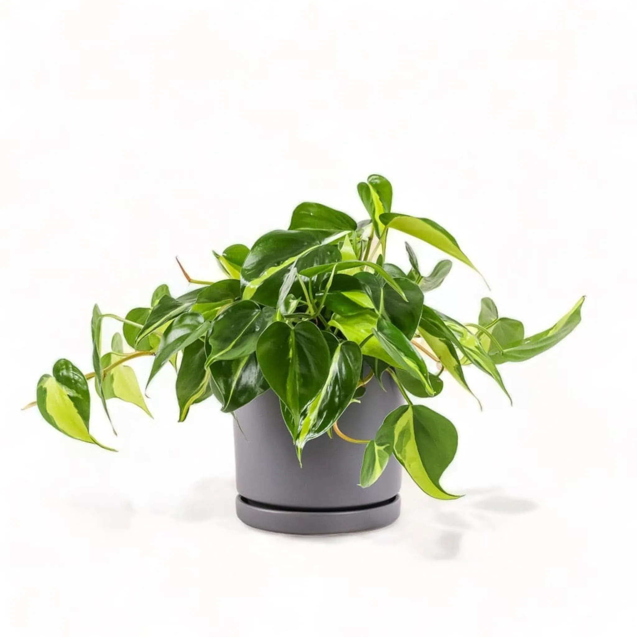 Medium Gemstone Potted Brasil Philodendron